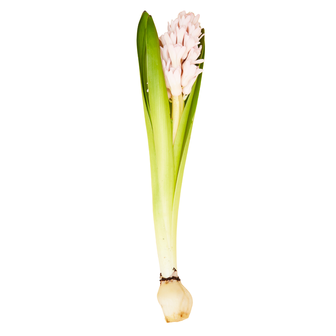 Bulbs