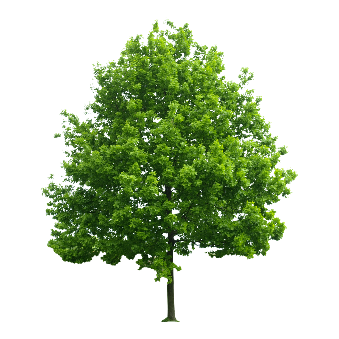 Trees