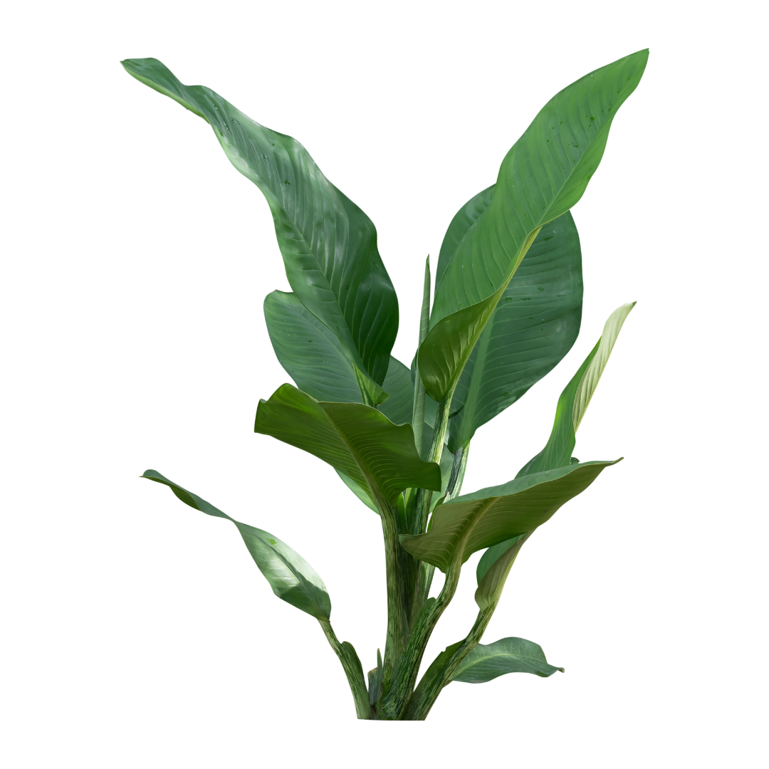 Plants