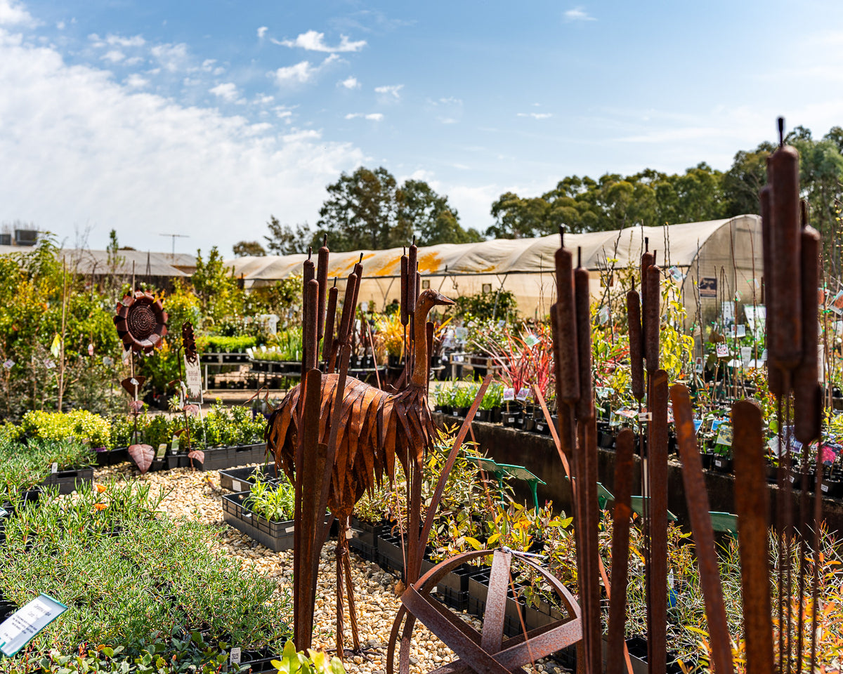 Loop Nurseries Retail Nursery – Park Lane Nursery