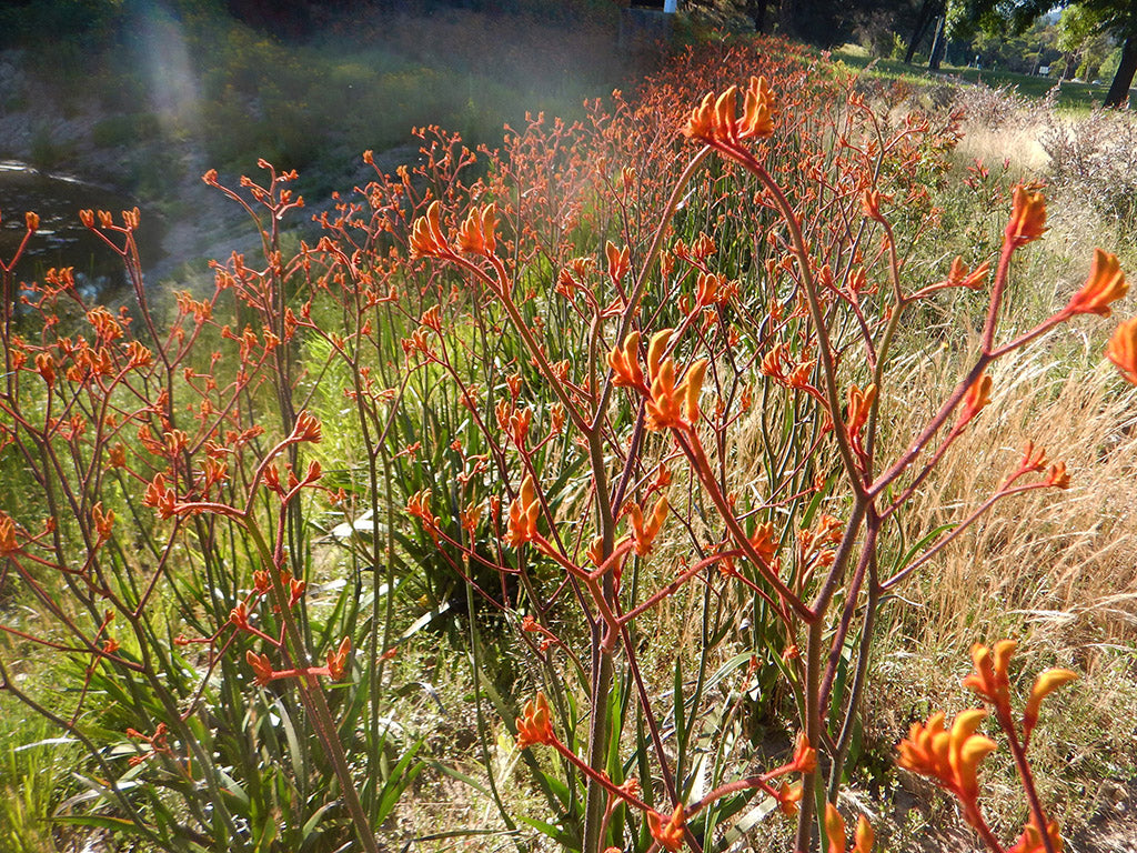 Orange Kangaroo Paw