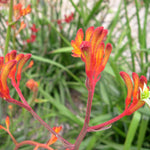 Orange Kangaroo Paw