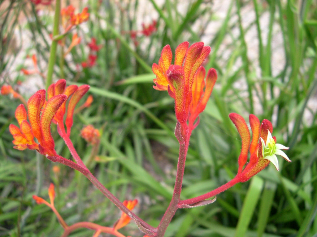 Orange Kangaroo Paw