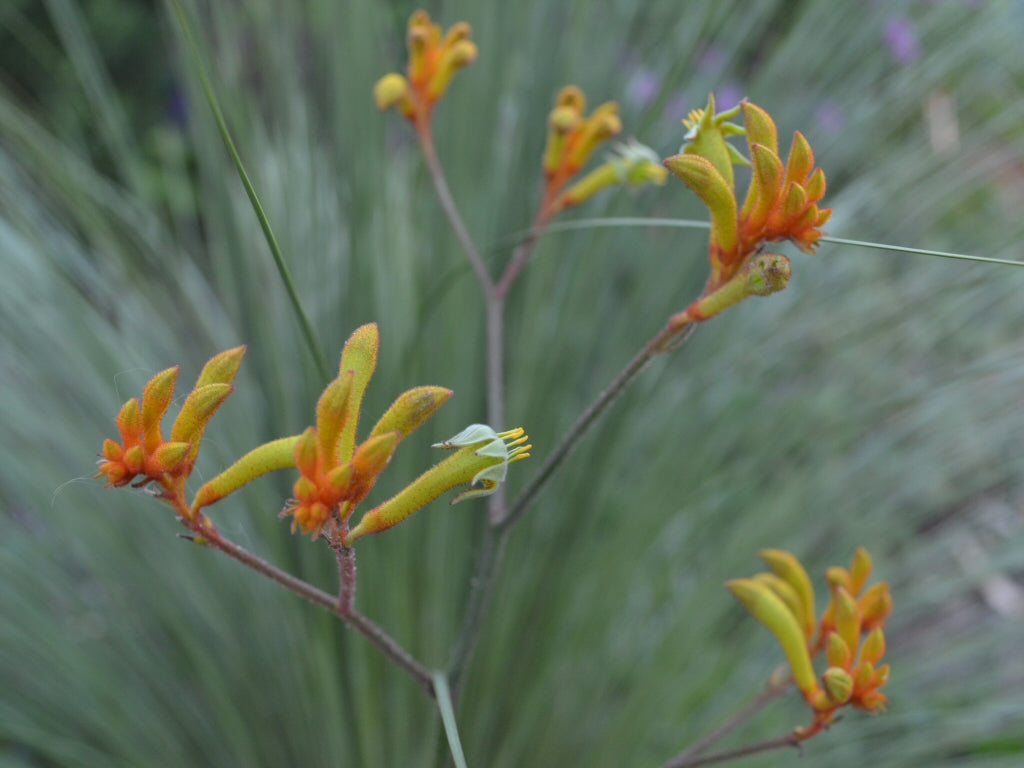 Orange Kangaroo Paw