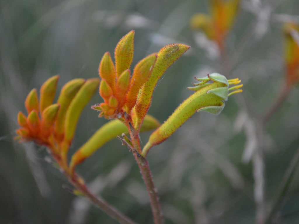 Orange Kangaroo Paw